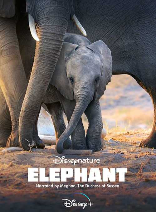 دانلود مستند Elephant 2020